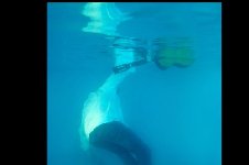 Martin unter Wasser